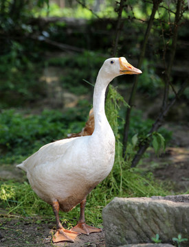 大鵝飼養(yǎng),大鵝養(yǎng)殖