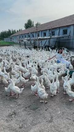 家禽養(yǎng)殖技術(shù)