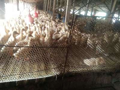 養(yǎng)殖什么家禽收入高