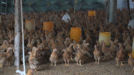 巒城鎮(zhèn)下滕村:雞鴨成群唱響致富交響曲