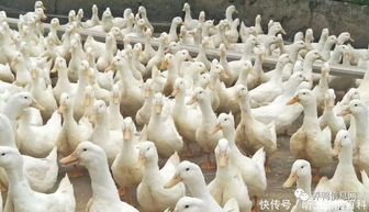 家禽養(yǎng)殖致富之選 養(yǎng)鴨與養(yǎng)鵝的經(jīng)濟(jì)效益對(duì)比分析