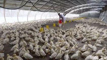 農(nóng)村養(yǎng)殖業(yè)未來(lái)發(fā)展八大方向，跟準(zhǔn)家禽養(yǎng)殖也能賺錢(qián)