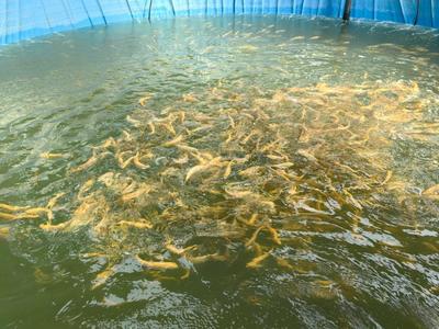 甘肅榆中縣 讓鮮活水產(chǎn)“躍”上百姓餐桌