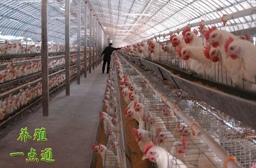 家禽養(yǎng)殖看似簡(jiǎn)單，實(shí)則暗藏挑戰(zhàn)——養(yǎng)雞面臨的三方面問(wèn)題