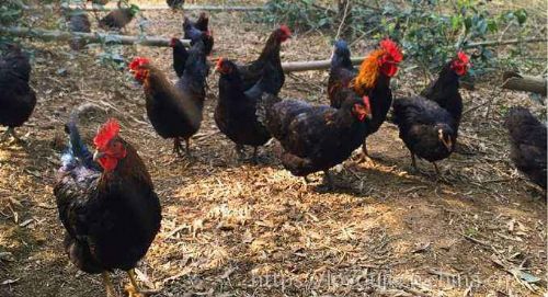 有機(jī)家禽養(yǎng)殖技術(shù) 健康養(yǎng)殖與可持續(xù)發(fā)展之路