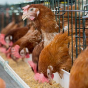 益得來(lái)生態(tài)健康產(chǎn)業(yè)集團(tuán) 關(guān)鍵技術(shù)突破引領(lǐng)家禽養(yǎng)殖新篇章