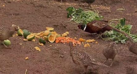 仿野生特色養(yǎng)殖 一只家禽賣150元，年收入15萬(wàn)元的致富路