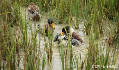 農(nóng)村養(yǎng)殖雞鴨鵝的成本比較及家禽養(yǎng)殖的普遍偏好