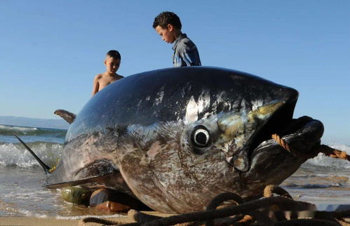 全球水產(chǎn)養(yǎng)殖創(chuàng)歷史新高 FAO發(fā)布2020年世界漁業(yè)和水產(chǎn)養(yǎng)殖狀況報(bào)告