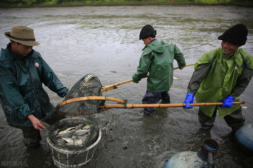 家禽養(yǎng)殖中的解毒誤區(qū)與科學(xué)方法——阿彬?yàn)槟阍斀? class=