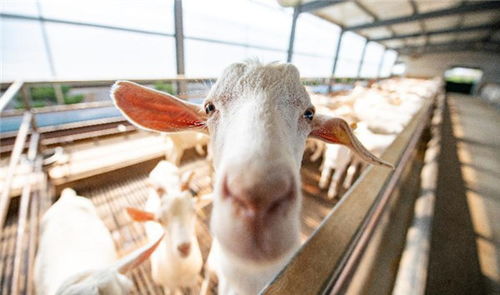 即時(shí)零售賦能鎖鮮技術(shù)，崇明白山羊肉直連市民餐桌