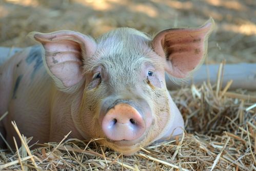 家禽家畜中的豬 養(yǎng)殖與攝影的完美結(jié)合