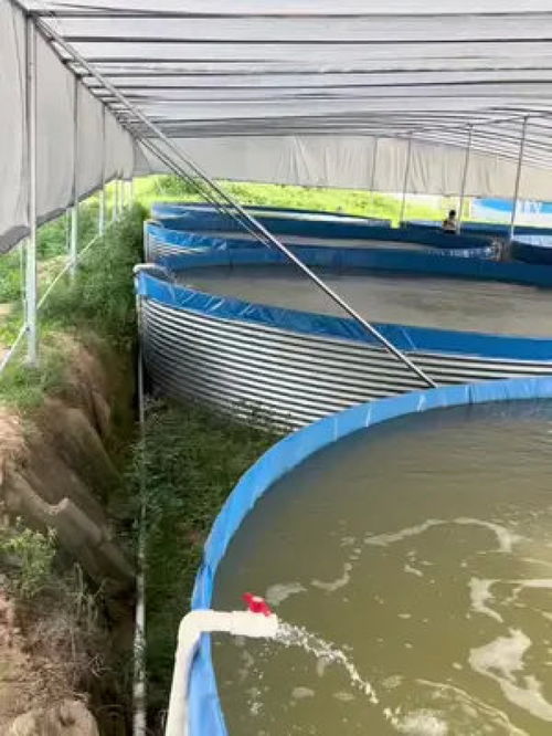 脆羅一代高圍桶集體標(biāo)粗養(yǎng)殖全過程解析