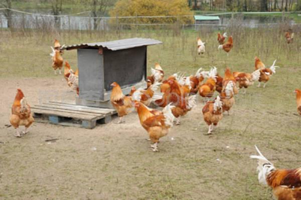 布魯埃恩維辛的家禽養(yǎng)殖 傳統(tǒng)與現(xiàn)代的融合