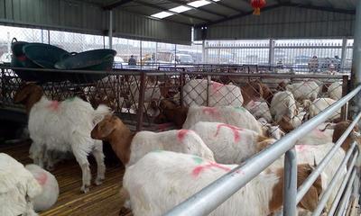 湖南肉牛犢市場行情與養(yǎng)殖策略分析