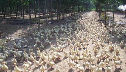 專家指點迷津 農(nóng)村養(yǎng)殖業(yè)的致富新方向——家禽養(yǎng)殖