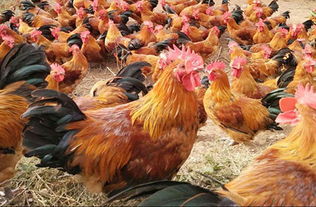 昆明家禽養(yǎng)殖培訓(xùn) 專業(yè)化基地助力養(yǎng)殖技能提升