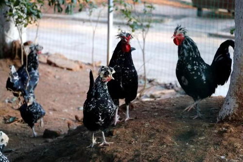 以幸福感與獲得感凝聚創(chuàng)建美麗鄉(xiāng)村的蓬勃力量——水產(chǎn)養(yǎng)殖的實踐路徑