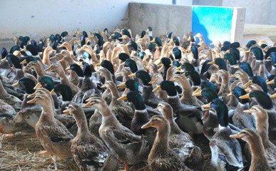 建昌鴨品種特點及其在水產(chǎn)養(yǎng)殖中的應(yīng)用