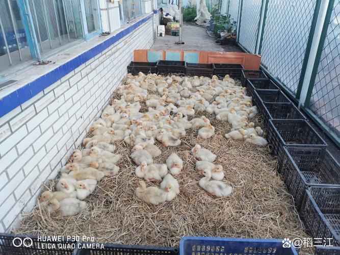 大鵝養(yǎng)殖 農(nóng)民增收致富的水產(chǎn)養(yǎng)殖新路徑