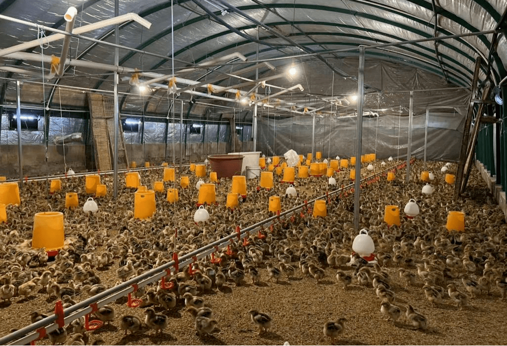 清鎮(zhèn)市王莊鄉(xiāng)小坡村 家禽養(yǎng)殖助力鄉(xiāng)村振興