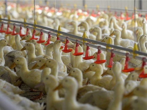 北京烤鴨里的和田味道 水產(chǎn)養(yǎng)殖的跨界融合