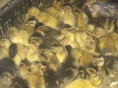 廣西黃麻鴨與雜交麻鴨的養(yǎng)殖優(yōu)勢(shì)及市場(chǎng)前景分析