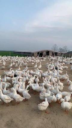 雞鴨鵝養(yǎng)殖基地 家禽養(yǎng)殖的科學(xué)管理與高效發(fā)展