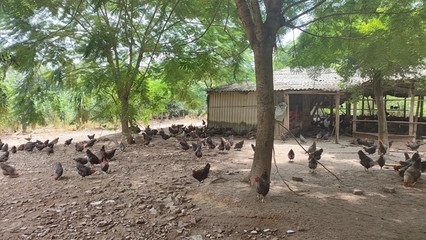 身價(jià)漲了！上半年我市家禽養(yǎng)殖持續(xù)向好 水產(chǎn)養(yǎng)殖穩(wěn)步發(fā)展