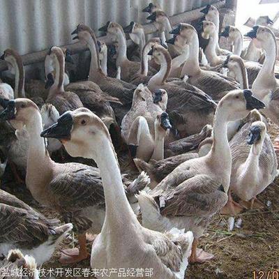 優(yōu)質(zhì)純種四季白鵝苗——春來禽業(yè)助力皖西水產(chǎn)養(yǎng)殖發(fā)展