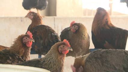 家禽不好賣？政府來幫忙——新干縣多措并舉助力家禽養(yǎng)殖業(yè)渡過難關(guān)