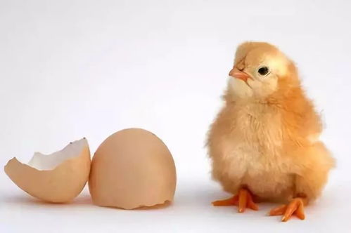 家禽養(yǎng)殖中的挫折與反思